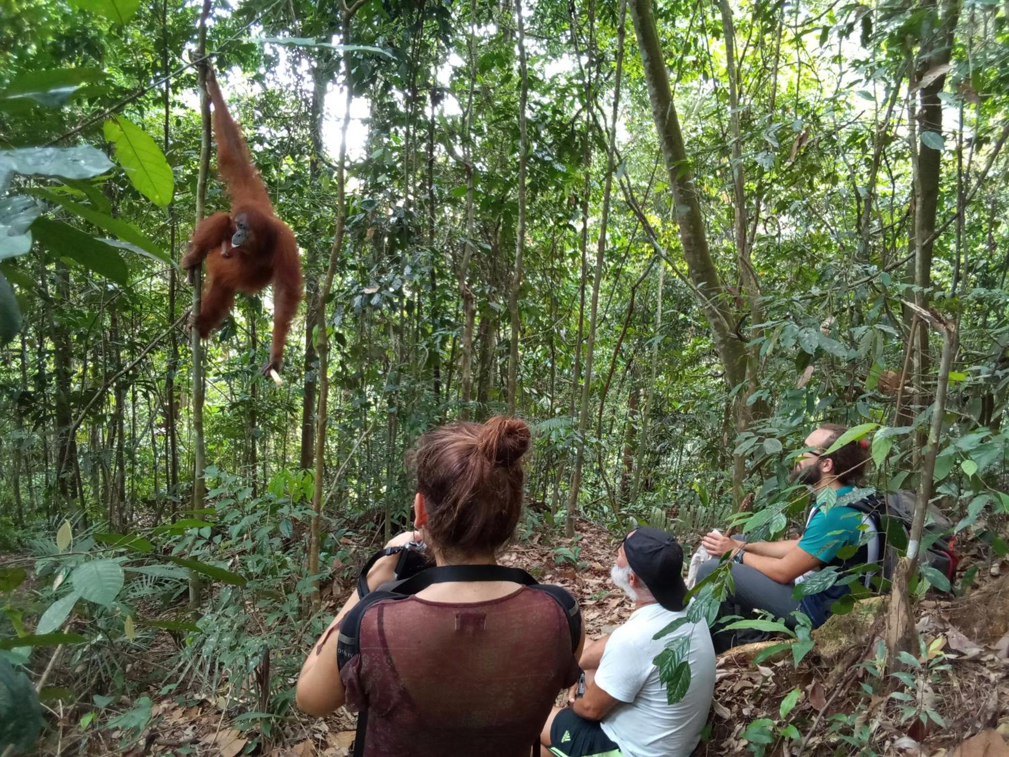 בוקיט לוואנג Jungle Treking & Jungle Tour If You Want To Stay Here,You Must Book Treking Only With Us מראה חיצוני תמונה